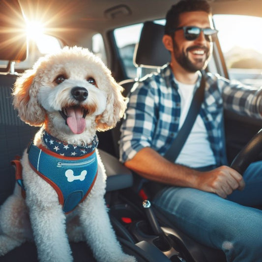 Should You Tether A Dog In A Car?