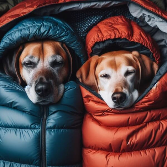 Where Should My Dog Sleep At Night Time?
